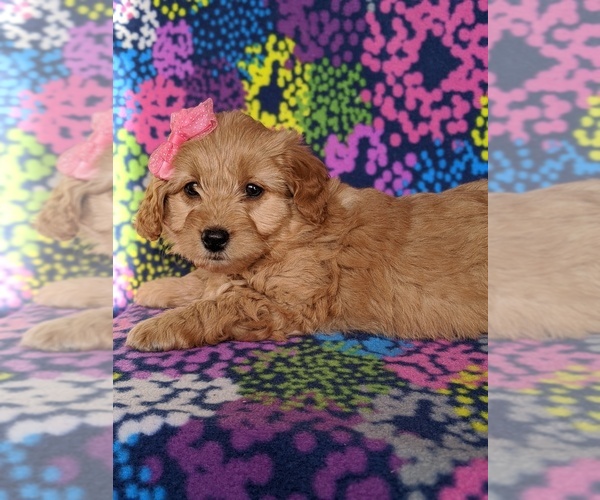 Medium Photo #6 Goldendoodle Puppy For Sale in QUARRYVILLE, PA, USA