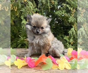 Pomeranian Puppy for sale in MIDDLEBURY, IN, USA
