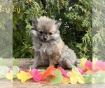 Image preview for Ad Listing. Nickname: Tinkerbell