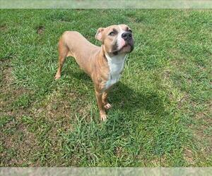 American Pit Bull Terrier Dogs for adoption in Grovetown, GA, USA