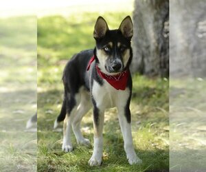 Huskies -Unknown Mix Dogs for adoption in Dana Point, CA, USA