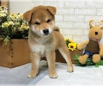 Small Photo #2 Shiba Inu Puppy For Sale in REDWOOD CITY, CA, USA