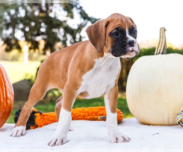 Medium Photo #4 Boxer Puppy For Sale in WAKARUSA, IN, USA