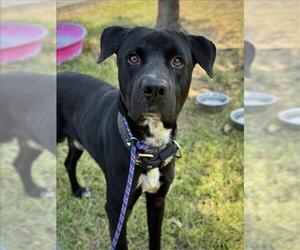 American Pit Bull Terrier-Unknown Mix Dogs for adoption in Conroe, TX, USA