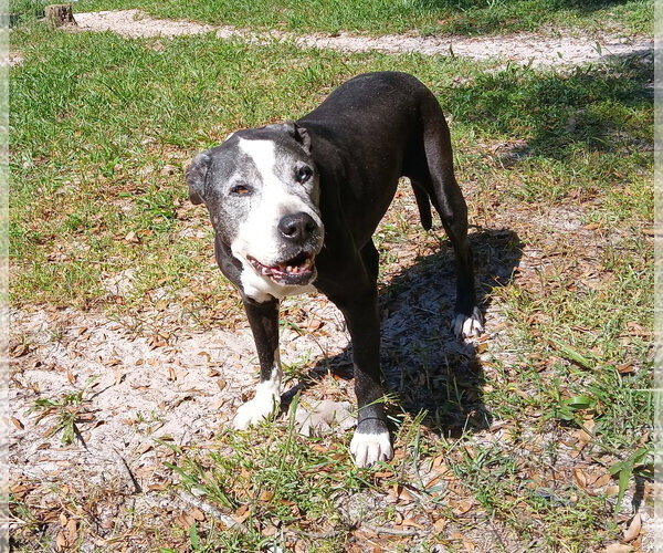 Medium Photo #3 Mutt Puppy For Sale in Crescent City, FL, USA