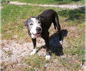 Dolly - Female Mutt Dog for Adoption - Photo #3