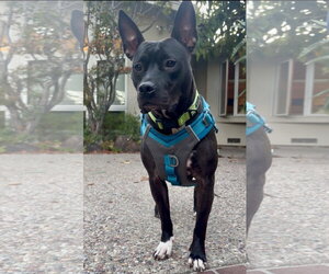 Bull Terrier-Unknown Mix Dogs for adoption in San Jose, CA, USA