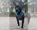 Kenzie - Female Bull Terrier-Unknown Mix Dog for Adoption - Small photo