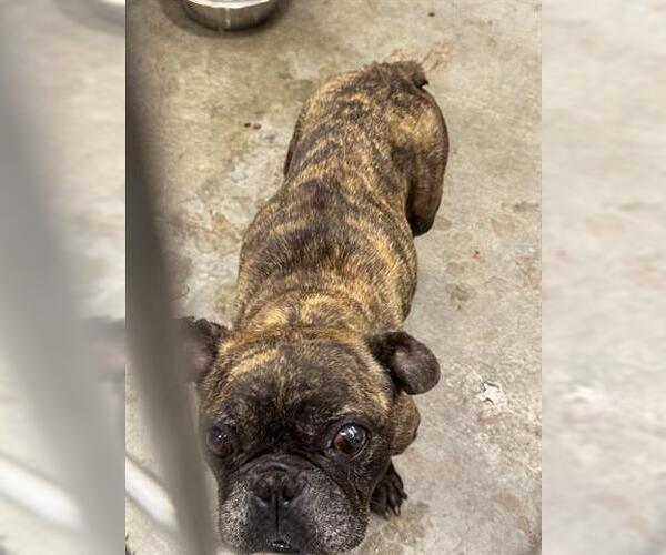 Medium Photo #1 French Bulldog Puppy For Sale in San Martin, CA, USA