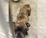 Small French Bulldog