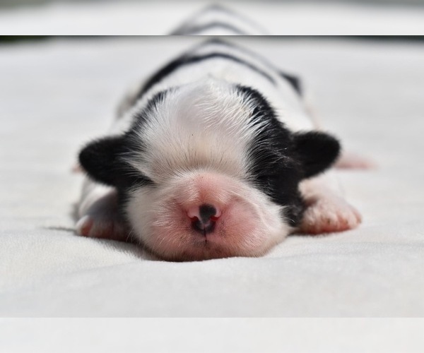 Medium Photo #1 Shih Tzu Puppy For Sale in PALM COAST, FL, USA
