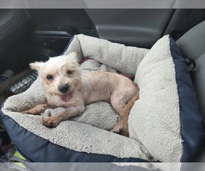 Mutt Dogs for adoption in Spring, TX, USA