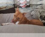 Small #1 Bullboxer Pit