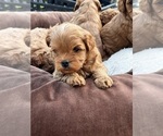 Small #3 Cavapoo