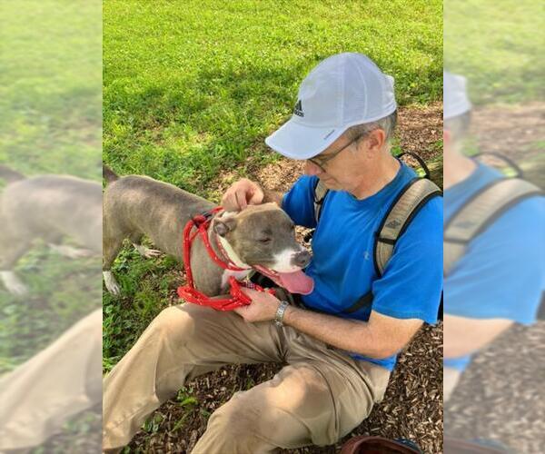 Medium Photo #3 American Pit Bull Terrier Puppy For Sale in Derwood, MD, USA