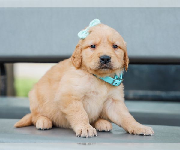 Medium Photo #5 Golden Retriever Puppy For Sale in LIBERTY, KY, USA