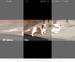 Small Photo #1 Dachshund Puppy For Sale in PALMYRA, VA, USA