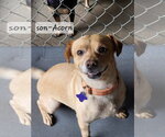 Small Photo #6 Chihuahua-Unknown Mix Puppy For Sale in Ellijay, GA, USA
