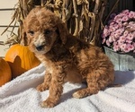 Puppy Loki Poodle (Miniature)