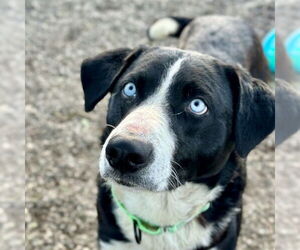 Border Collie Dogs for adoption in Santa Maria, CA, USA