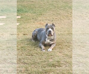 Father of the American Bully puppies born on 11/27/2024