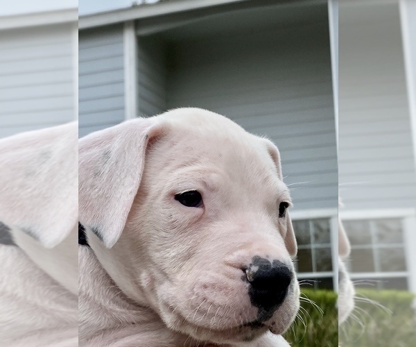 Medium Photo #12 Dogo Argentino Puppy For Sale in SAN ANTONIO, TX, USA