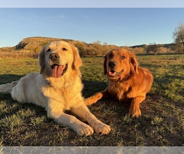 Medium Photo #3 Golden Retriever Puppy For Sale in DE BEQUE, CO, USA