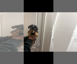 Yorkshire Terrier Puppy for sale in ATLANTA, GA, USA
