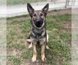 German Shepherd Dog Dogs for adoption in Modesto, CA, USA