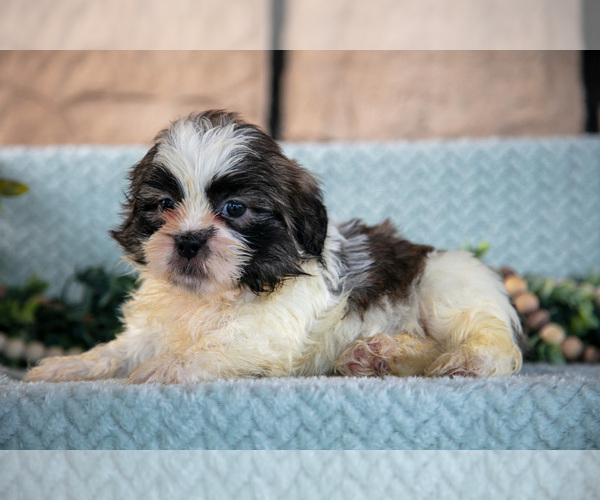Medium Photo #21 Shih Tzu Puppy For Sale in SUGARCREEK, OH, USA