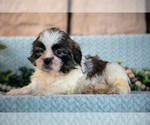 Small Photo #21 Shih Tzu Puppy For Sale in SUGARCREEK, OH, USA