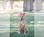 Small #2 Labrador Retriever Mix