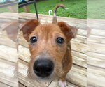 Small #2 Jackshund