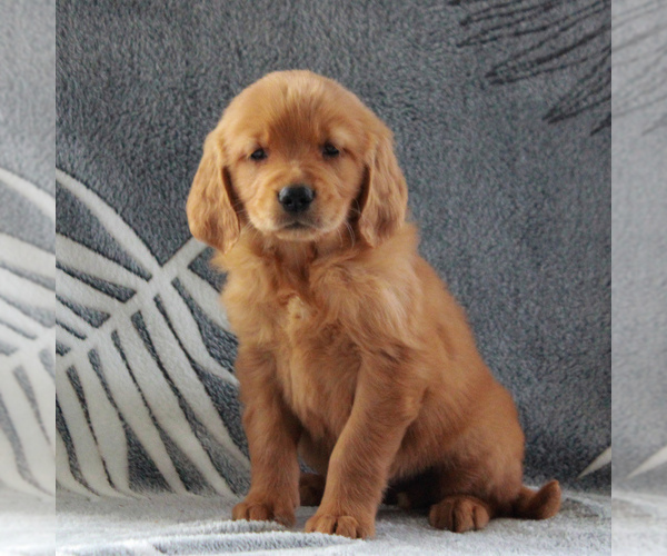 Medium Photo #3 Golden Retriever Puppy For Sale in GORDONVILLE, PA, USA