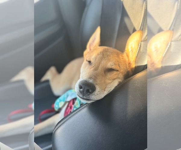 Medium Photo #1 German Shepherd Dog-Unknown Mix Puppy For Sale in Holly Springs, NC, USA