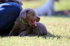 Small Photo #1 Labrador Retriever Puppy For Sale in MANNFORD, OK, USA