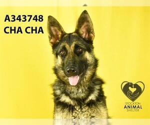 German Shepherd Dog Dogs for adoption in Stockton, CA, USA