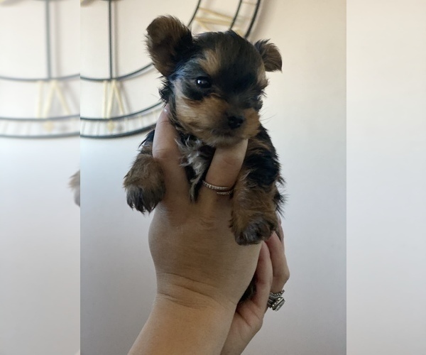 Medium Photo #5 Yorkshire Terrier Puppy For Sale in OAK LAWN, IL, USA