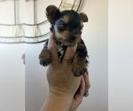 Small Photo #5 Yorkshire Terrier Puppy For Sale in OAK LAWN, IL, USA