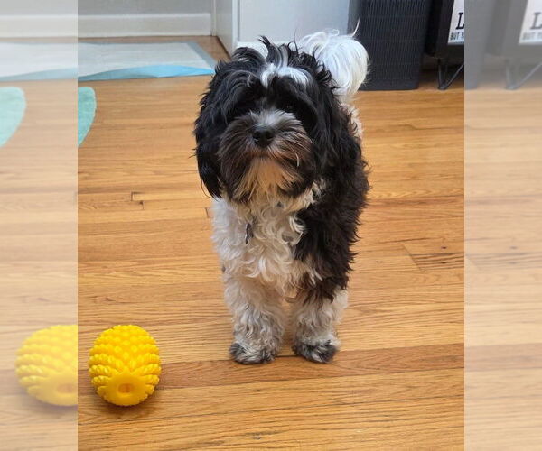 Medium Photo #6 Shih Tzu-Unknown Mix Puppy For Sale in Oak Bluffs, MA, USA