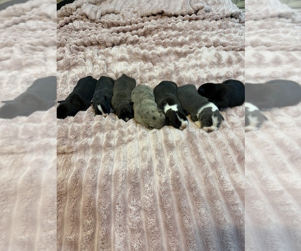 Medium Photo #1 American Bully-French Bulldog Mix Puppy For Sale in LUMBERTON, TX, USA