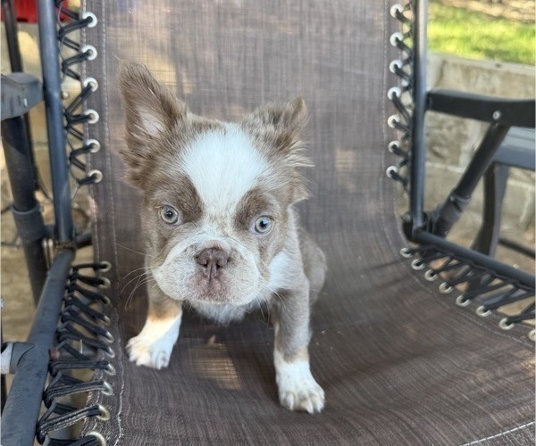 Medium Photo #8 French Bulldog Puppy For Sale in SAN ANTONIO, TX, USA