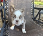 Small #7 French Bulldog