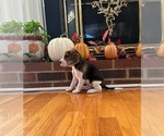 Image preview for Ad Listing. Nickname: Litter of 4