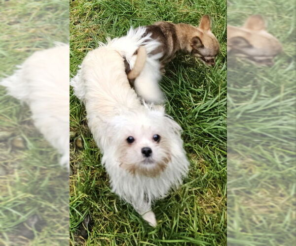 Medium Photo #4 ShiChi Puppy For Sale in Olalla, WA, USA