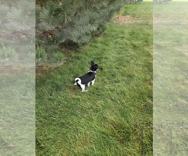 Medium Photo #41 Rat Terrier Puppy For Sale in ELLENSBURG, WA, USA