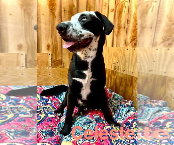 Medium Photo #2 Catahoula Leopard Dog-Great Dane Mix Puppy For Sale in Alexander, AR, USA