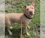 TINY - Male American Staffordshire Terrier-Unknown Mix Dog for Adoption - Small photo