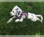 Small Photo #22 Dalmatian Puppy For Sale in SILVER LAKE, NY, USA