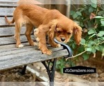 Puppy Sydney Cavalier King Charles Spaniel